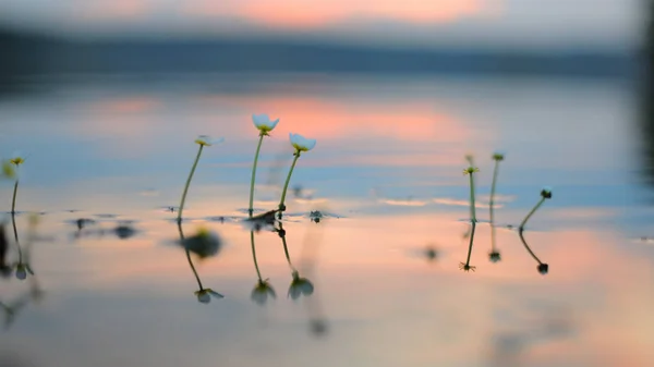 Al atardecer, las plantas acuáticas en la superficie del agua —  Fotos de Stock