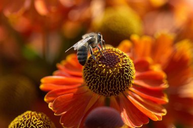 Çiçekteki arıyı yakından çek. Çiçeklerin tozlaşması