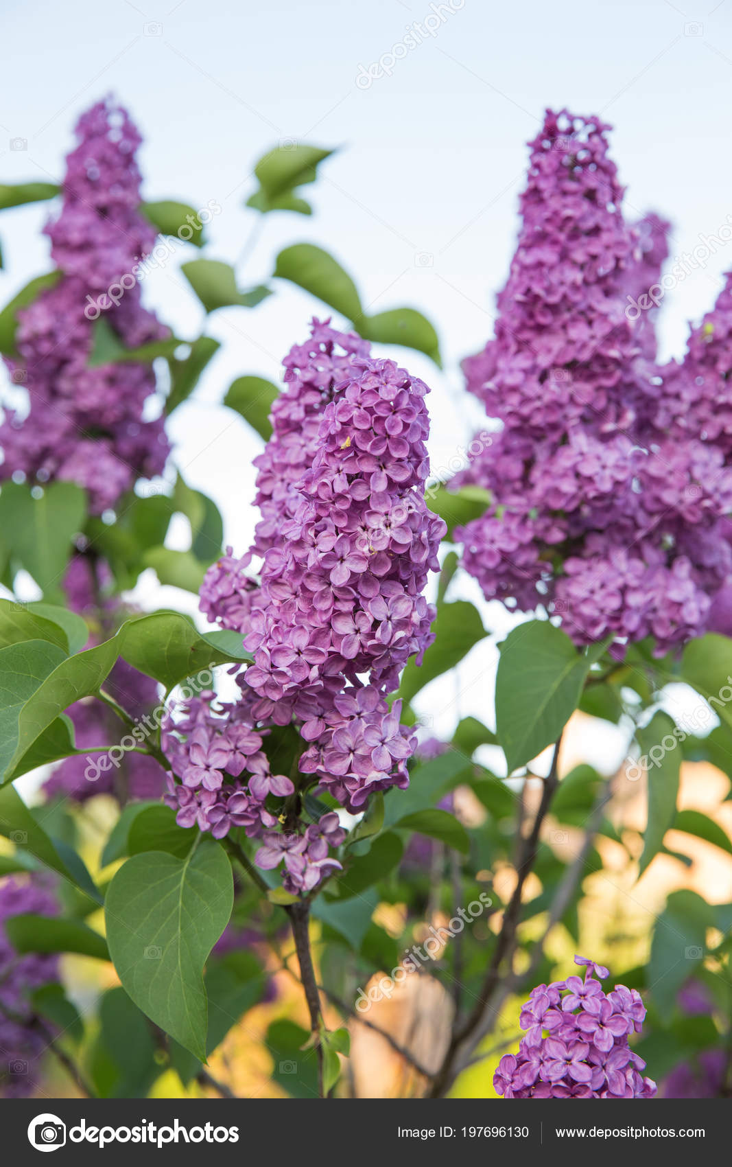 Latvia Green Garden Lilacs Sunny Summer Day Beautiful Flowers Travel Stock Photo Image By C Ynos21