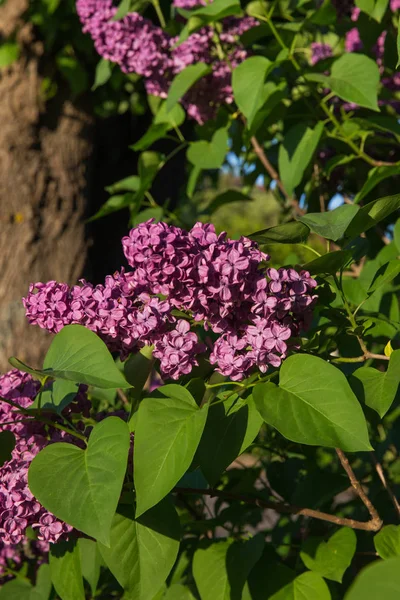 Lettonia Giardino Verde Lillà Giornata Estiva Soleggiata Bellissimi Fiori Foto — Foto Stock