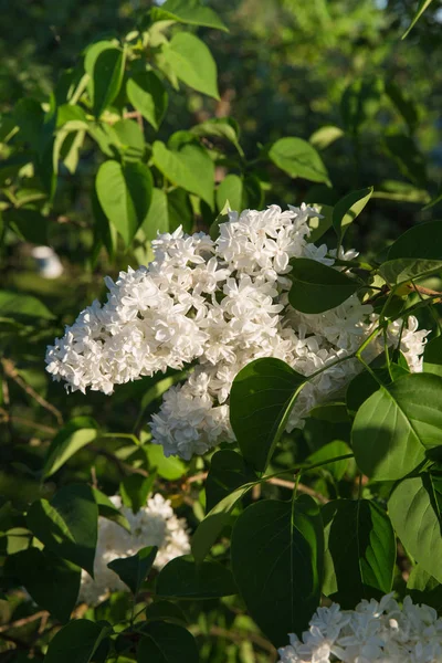 Letonia Jardín Verde Lilas Día Soleado Verano Hermosas Flores Foto — Foto de Stock