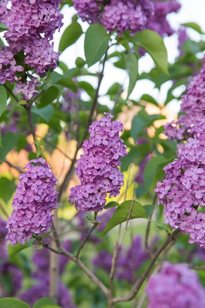 Lettonia Giardino Verde Lillà Giornata Estiva Soleggiata Bellissimi Fiori Foto — Foto Stock