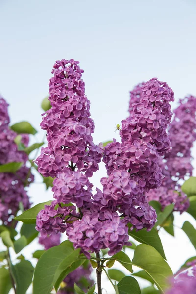 Lettonia Giardino Verde Lillà Giornata Estiva Soleggiata Bellissimi Fiori Foto — Foto Stock