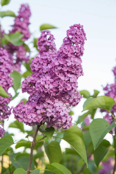 Łotwa Zielony Ogród Bzy Słoneczny Letni Dzień Piękne Kwiaty Fotografia — Zdjęcie stockowe