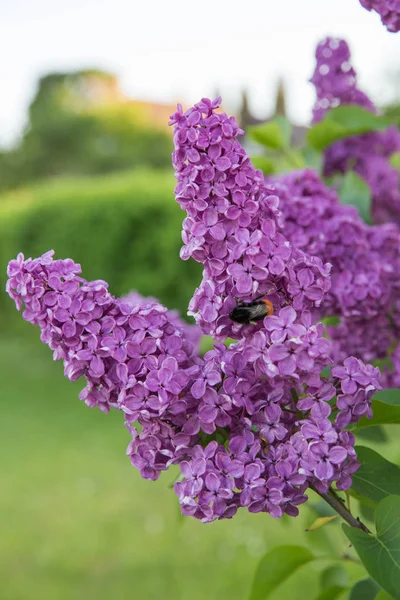 Łotwa Zielony Ogród Bzy Słoneczny Letni Dzień Piękne Kwiaty Fotografia — Zdjęcie stockowe