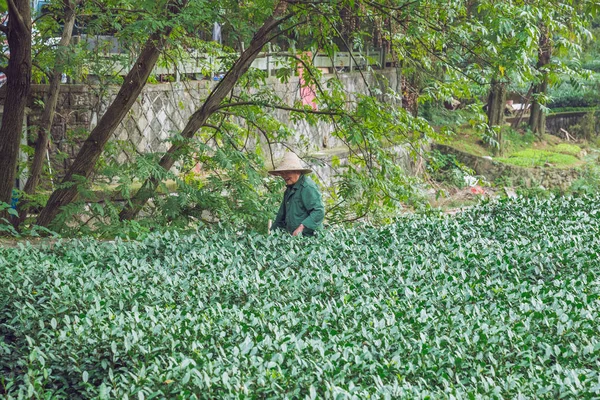 Şehir Jan, Çin. Çay plantasyon ve yaşlı kadın Garden'da çalışır. Seyahat fotoğraf 2016