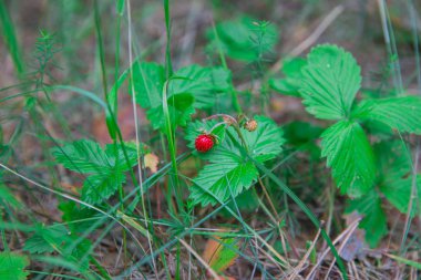 City Riga, Letonya. Yabani çilek, ahşap. Seyahat fotoğraf 2018