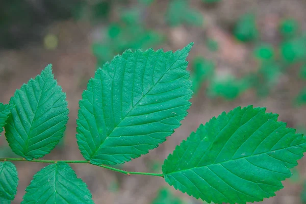 Ville Riga Lettonie Bois Sauvage Feuilles Vertes Une Plante Naturelle — Photo