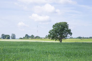 Şehir Cesis, Letonya. Ağaç ve çayır, mavi gökyüzü. Seyahat fotoğraf 2018.