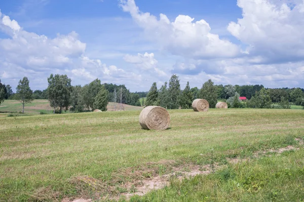 City Araisi Lettországban Rét Széna Tekercs Kék Gyönyörű Természet Travel — Stock Fotó