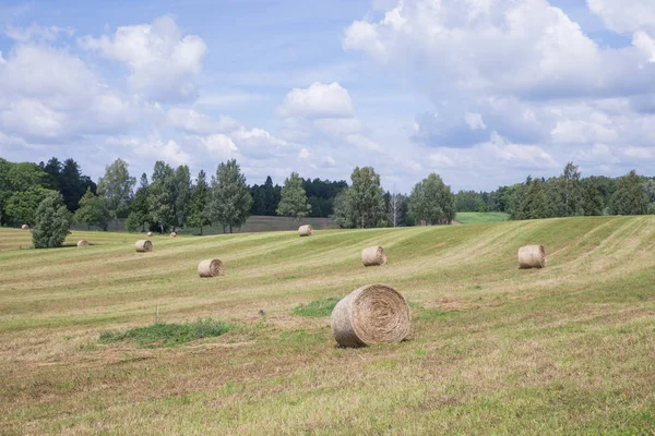 Stad Araisi Letland Weide Hooi Rollen Blauwe Hemel Prachtige Natuur — Stockfoto