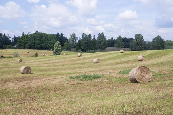 Şehir Araisi, Letonya. Çayır ve saman rulo. Mavi gökyüzü ve güzel. Seyahat fotoğraf 2018.