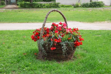 Şehir Koknese, Letonya. Kırmızı çiçek ve büyük çiçek sepeti. Seyahat fotoğraf 2018.
