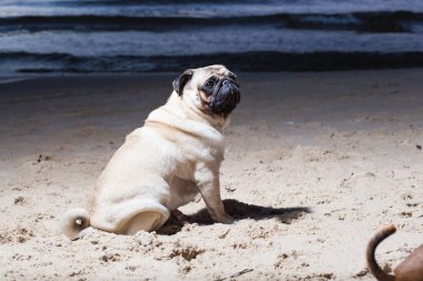Şehir Carnikava, Letonya. Köpek Baltık Denizi akşam, woter ve dalgalar, otur. Seyahat fotoğraf 2018.