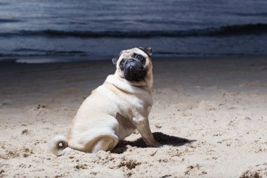 Şehir Carnikava, Letonya. Köpek Baltık Denizi akşam, woter ve dalgalar, otur. Seyahat fotoğraf 2018.