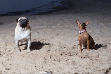 Şehir Carnikava, Letonya. İki köpek Baltık Denizi otur. Beyaz bezleri ve brovn oyuncak korkunç. Seyahat fotoğraf 2018.