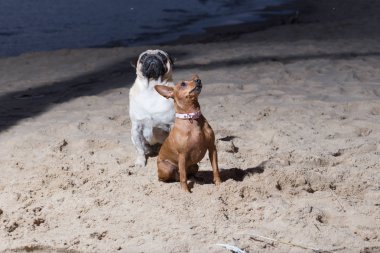 Şehir Carnikava, Letonya. İki köpek Baltık Denizi otur. Beyaz bezleri ve brovn oyuncak korkunç. Seyahat fotoğraf 2018.
