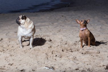 Şehir Carnikava, Letonya. İki köpek Baltık Denizi otur. Beyaz bezleri ve brovn oyuncak korkunç. Seyahat fotoğraf 2018.