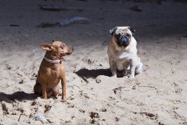 Şehir Carnikava, Letonya. İki köpek Baltık Denizi otur. Beyaz bezleri ve brovn oyuncak korkunç. Seyahat fotoğraf 2018.