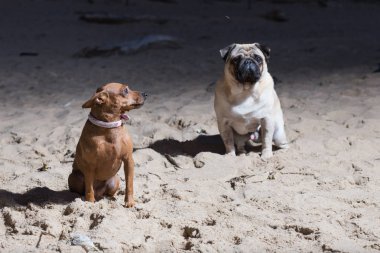 Şehir Carnikava, Letonya. İki köpek Baltık Denizi otur. Beyaz bezleri ve brovn oyuncak korkunç. Seyahat fotoğraf 2018.