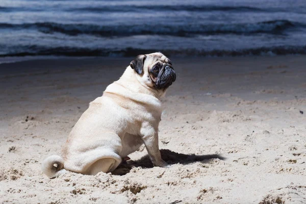 Şehir Carnikava, Letonya. Köpek Baltık Denizi akşam, woter ve dalgalar, otur. Seyahat fotoğraf 2018.