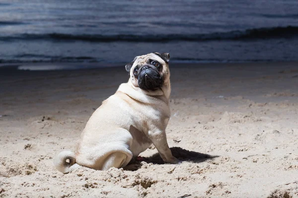 Şehir Carnikava, Letonya. Köpek Baltık Denizi akşam, woter ve dalgalar, otur. Seyahat fotoğraf 2018.