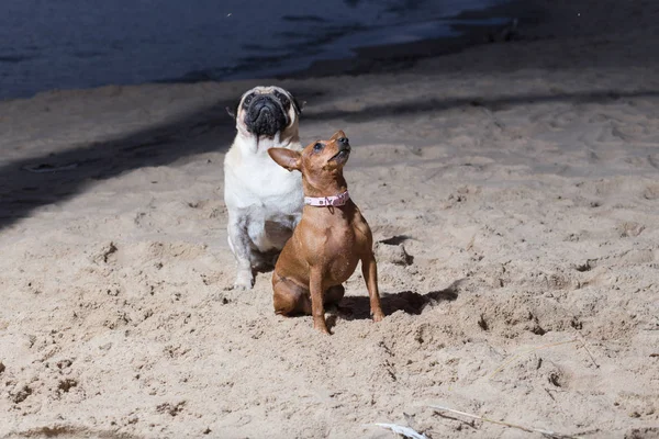 Şehir Carnikava, Letonya. İki köpek Baltık Denizi otur. Beyaz bezleri ve brovn oyuncak korkunç. Seyahat fotoğraf 2018.