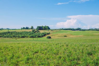 Şehir Dzerbene, Letonya. Ağaçları ile çayır ve mavi gökyüzü. Seyahat fotoğraf 2018.