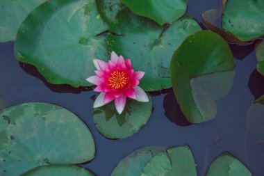 Şehir Vecpiebalga, Letonya. Kazablanka lilyum ve göl su. Çiçek ve yaprak. Doğa ve su. Seyahat fotoğraf 2018.