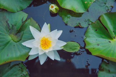 Şehir Vecpiebalga, Letonya. Kazablanka lilyum ve göl su. Çiçek ve yaprak. Doğa ve su. Seyahat fotoğraf 2018.