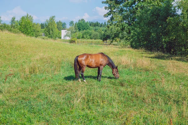 草原と馬、緑の木々。旅行写真 2018. — ストック写真