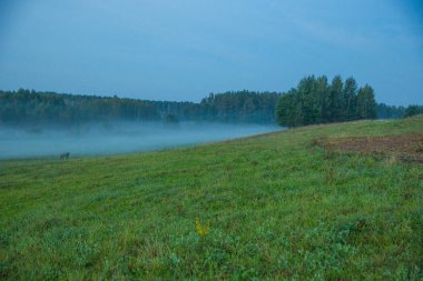 Kraslava City, Letonya. Sabah güneş ışığı, çayır, ağaçlar ve sis. Doğa fotoğraf. Seyahat fotoğraf 2018.