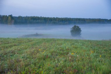 Kraslava City, Letonya. Sabah güneş ışığı, çayır, ağaçlar ve sis. Doğa fotoğraf. Seyahat fotoğraf 2018.
