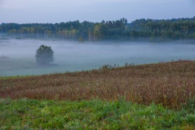 Kraslava City, Letonya. Sabah güneş ışığı, çayır, ağaçlar ve sis. Doğa fotoğraf. Seyahat fotoğraf 2018.
