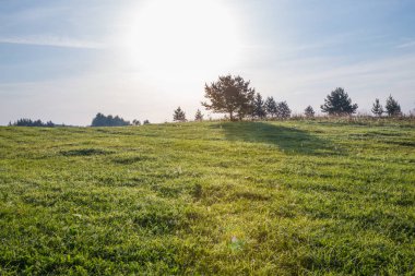 Kraslava City, Letonya. Güneş ışığı, çayır ve ağaçlar ile sabah erken. Doğa fotoğraf. Seyahat fotoğraf 2018.