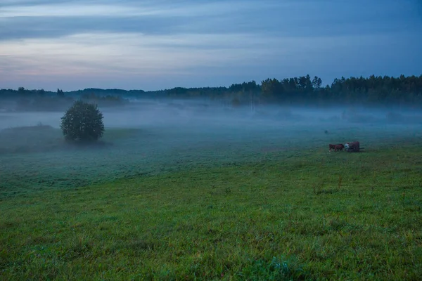 Stadt Kraslava Lettland Frühen Morgen Mit Sonnenlicht Wiese Bäumen Und — Stockfoto