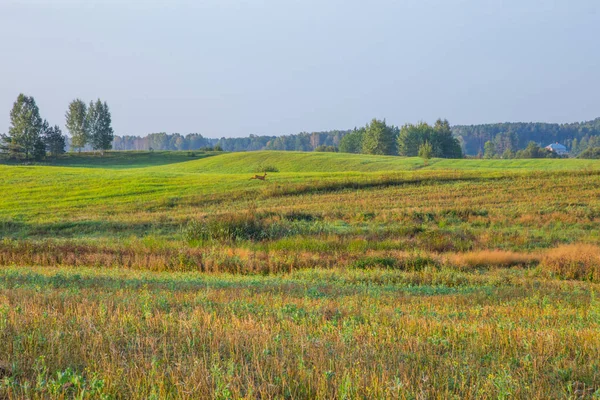 Місто Краслави Латвія Рано Вранці Сонячного Світла Луг Дерев Природа — стокове фото