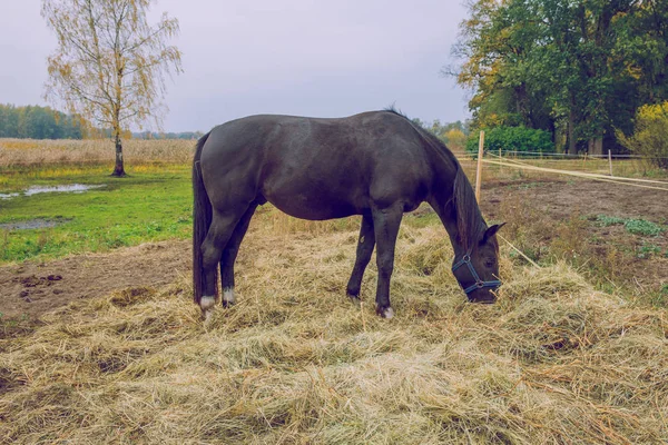 都市リガ ラトビア 草を食べて 秋に黒い馬 旅行写真 2018 — ストック写真
