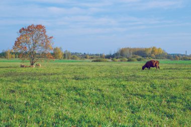 Şehir Korneti, Letonya. İnek ve çayır, sonbahar ve güneşli bir gün. Seyahat doğa fotoğraf 2018.