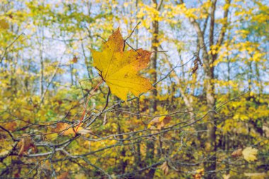 Şehir Viresi, Letonya. Ağaçlar ve yapraklar, sonbahar ve güneşli bir gün. Seyahat doğa fotoğraf 2018.