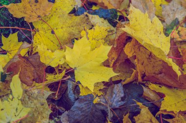 Şehir Viresi, Letonya. Ağaçlar ve yapraklar, sonbahar ve güneşli bir gün. Seyahat doğa fotoğraf 2018.