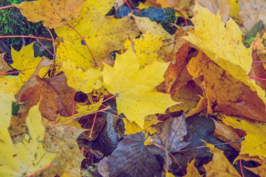 Şehir Viresi, Letonya. Ağaçlar ve yapraklar, sonbahar ve güneşli bir gün. Seyahat doğa fotoğraf 2018.