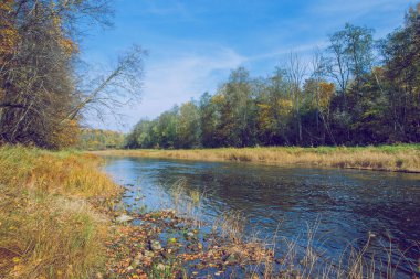 Şehir Viresi, Letonya. Ağaçlar ve nehir, sonbahar ve güneşli bir gün. Seyahat doğa fotoğraf 2018.
