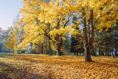 Şehir Cesis, Letonya. Eski park sonbahar. Sarı yapraklar, Doğa ve temiz hava. Seyahat fotoğraf 2018.