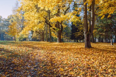 Şehir Cesis, Letonya. Eski park sonbahar. Sarı yapraklar, Doğa ve temiz hava. Seyahat fotoğraf 2018.