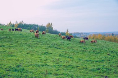 Şehir Korneti, Letonya. İnek ve çayır, sonbahar ve güneşli bir gün. Seyahat doğa fotoğraf 2018.