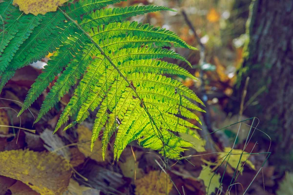 Viresi ラトビア 木とシダの葉 秋と晴れた日 旅行自然写真 2018 — ストック写真