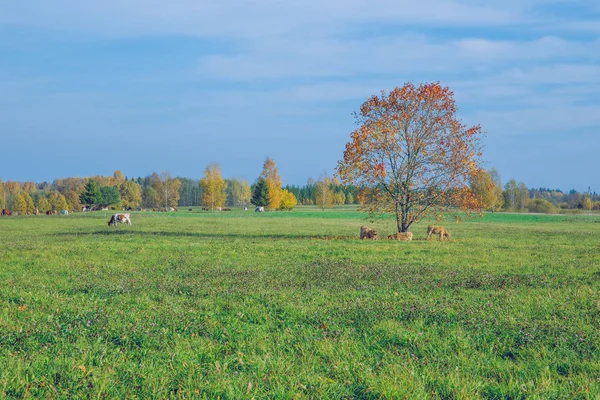 City Korneti, Latvia. Cows and meadow, autumn and sunny day. Travel nature photo 2018.