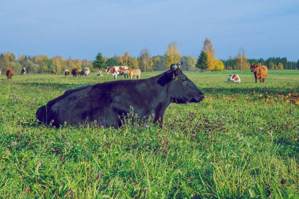 Stadt Korneti Lettland Kühe Und Weide Herbst Und Sonniger Tag — Stockfoto