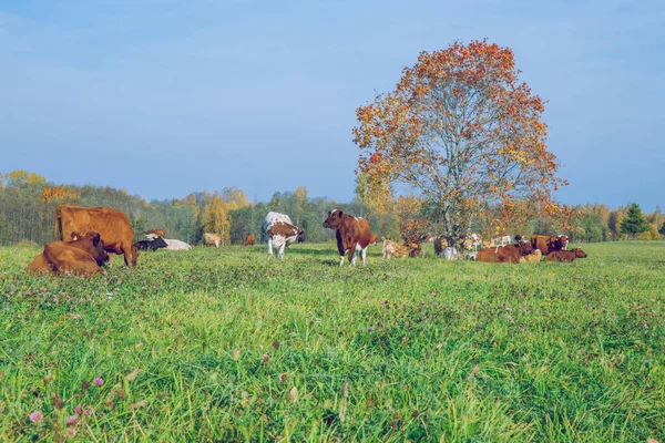 Stadt Korneti Lettland Kühe Und Weide Herbst Und Sonniger Tag — Stockfoto